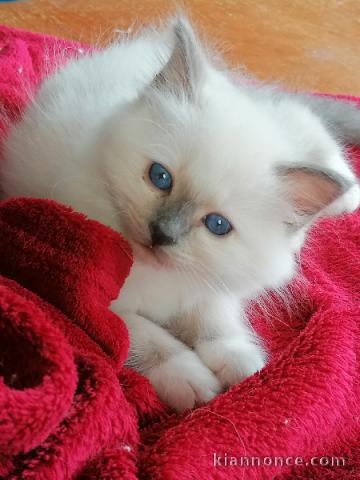 Bébé chaton sacré de Birmanie pour adoption 