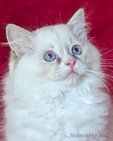 Ragdoll disponible pour adoption 