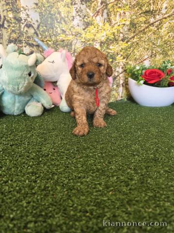 Adoption chiots caniche disponible 