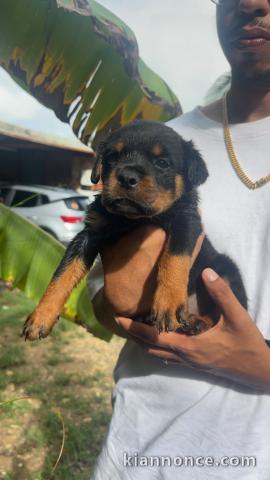 Rottweiler lof femmelle disponible
