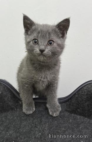 Magnifique chaton chartreux disponible 