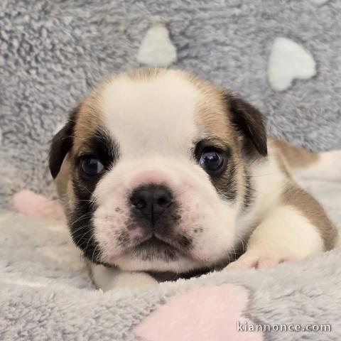 Je donne chiots bullg anglais 