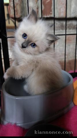 Je donne chaton sacré de brimanie 
