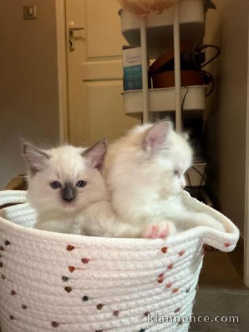 Magnifique chaton sacré de brimanie 