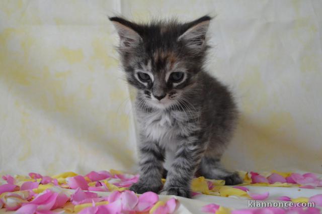 Je donne chaton Maine coon 