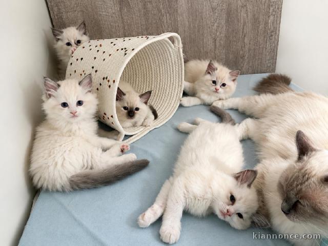 Bébé chaton sacré de brimanie à donner 