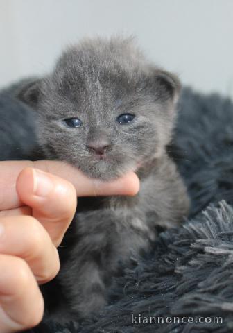 Bébé chaton Maine coon disponible 