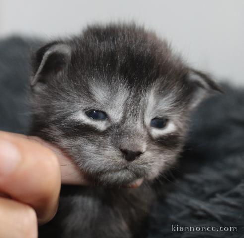 Je donne chaton Maine coon femelle 