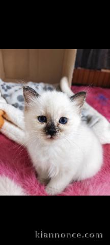 Adorable chatons ragdoll