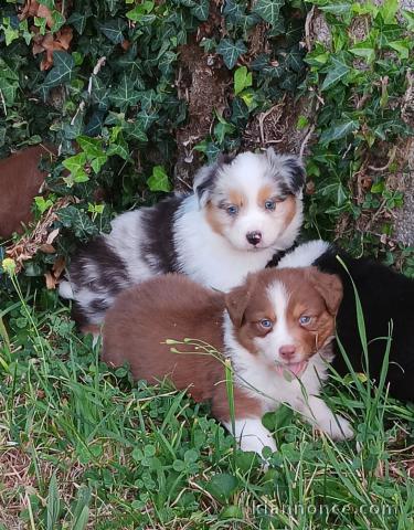 Adoption chiots berger Australien 