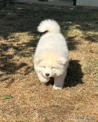 Je donne chiots akita pour adoption 