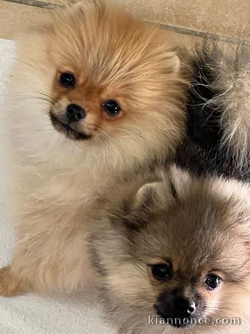 Je donne chiots Spitz allemand 