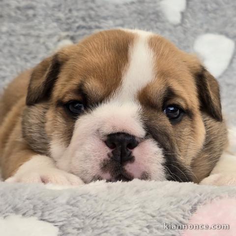 Dons chiots bullg anglais 