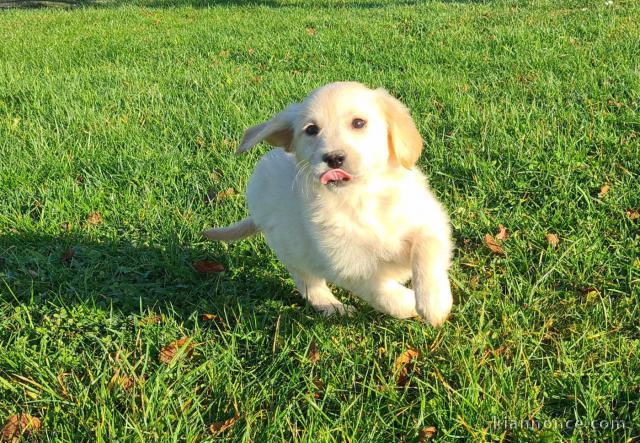 Chiot golden a donner urgent 