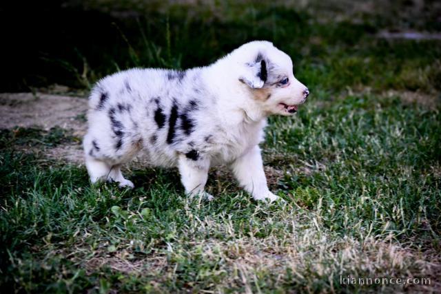 Je donne chiots berge australien 