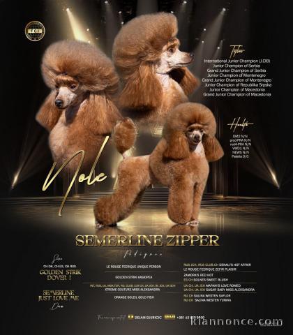 Caniche Toy – magnifiques chiots