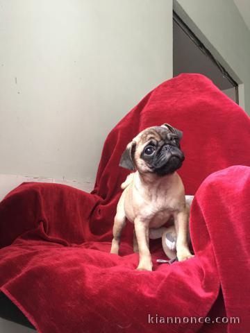 Je donne chiots carlin 