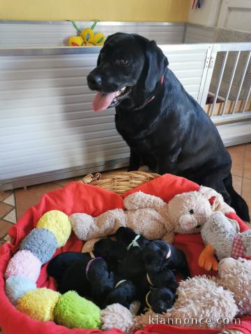 Annonces chiots labrador retriever 