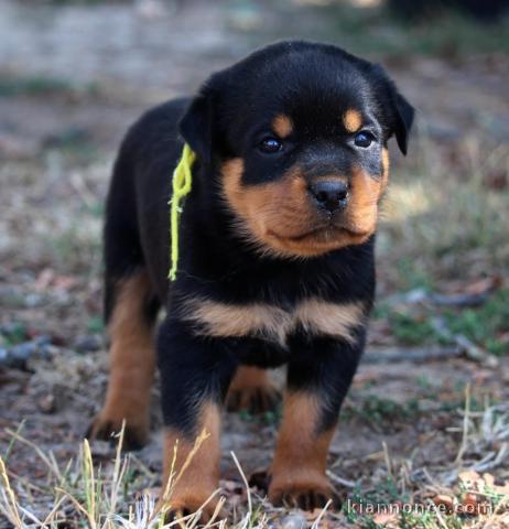 Je donne chiots rottweiler 