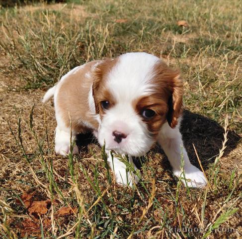 Je donne chiots cavalier King Charles 