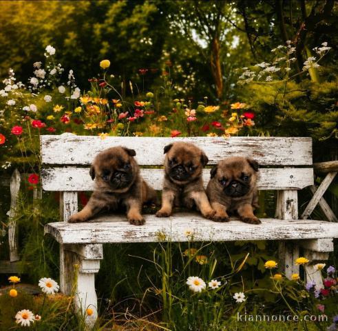 Dons chiots carlin disponible 