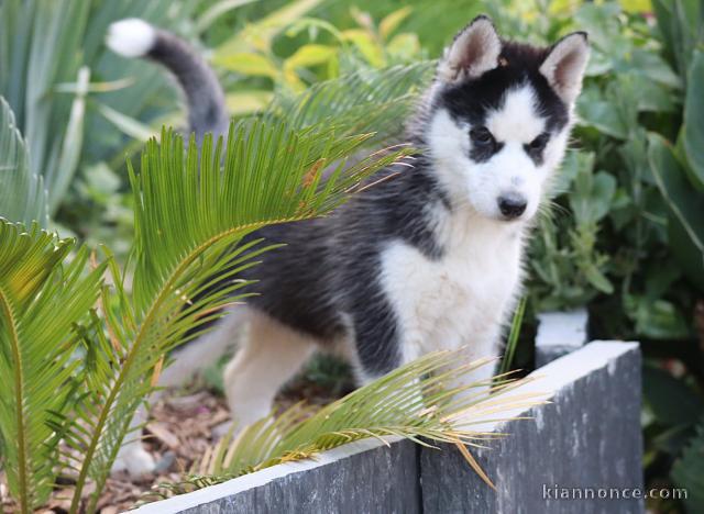 Je donne chiots Husky Sibérien 