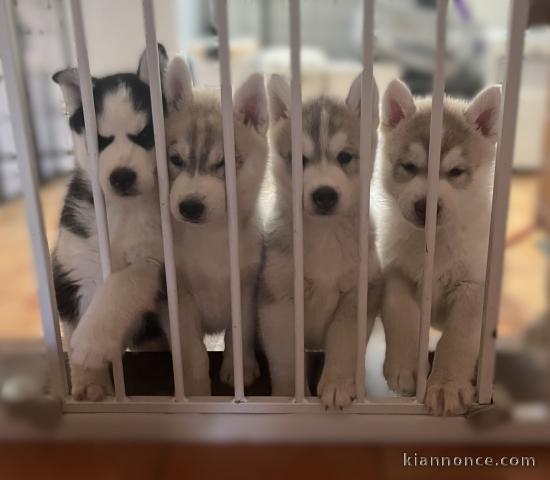 Adoption chiots Husky 
