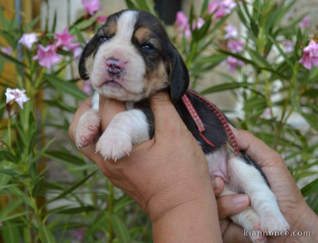 Je donne chiots beagle 