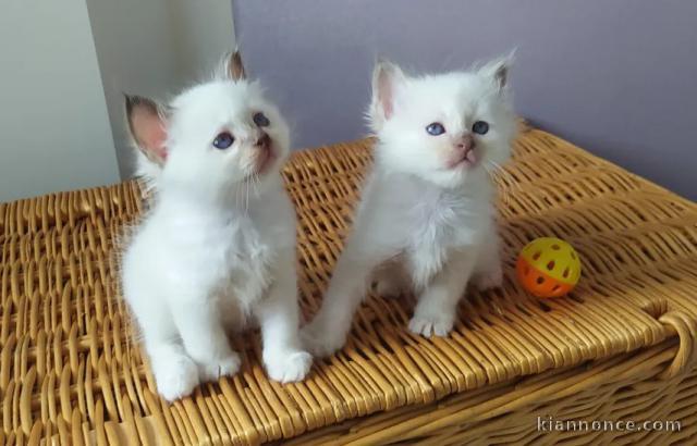 Chatons sacré de Birmanie 