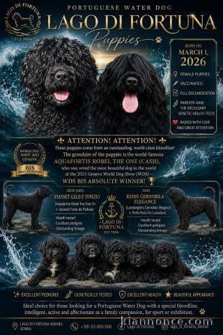 Chien d’eau portugais – magnifiques chiots