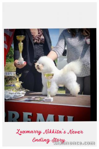 Bichon Frisé chiots à vendre