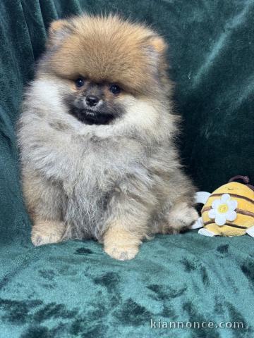 Adorable chiots spitz pour adoption 