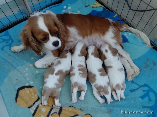 Annonces bébé chiots cavalier King Charles 