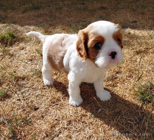 Je donne chiots cavalier King Charles femelle 