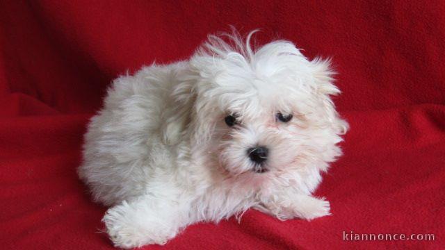 Bébé chiots Bichon maltais a donner 