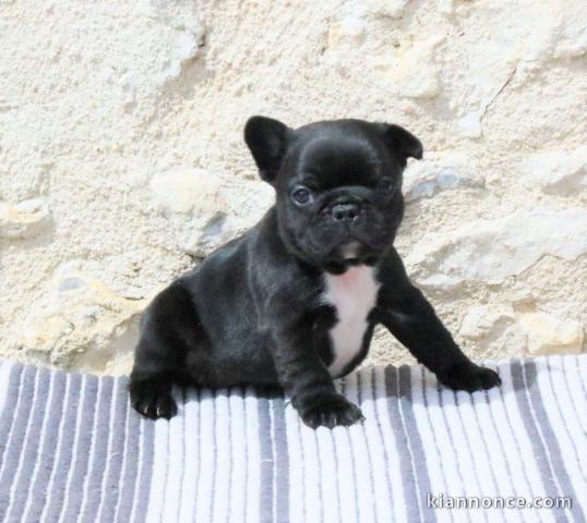 Je donne chiots bouledogue français 