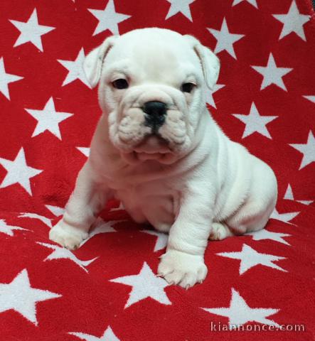 Adorable chiots bullg anglais 