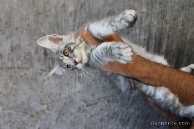 Magnifique chaton Maine coon a donner 