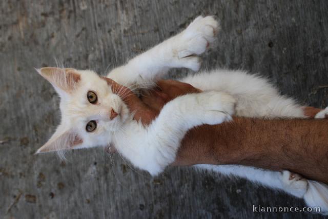 Adorable chaton Maine Coon disponible pour adoption 