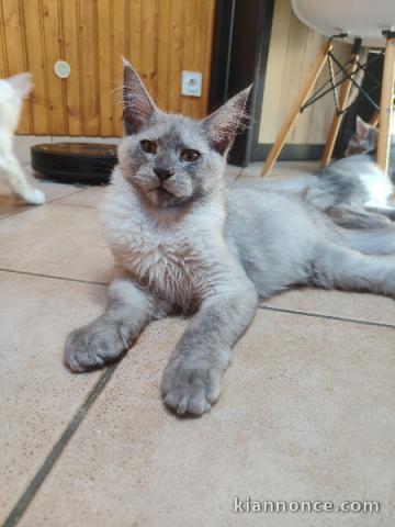 Bébé chaton Maine coon disponible 