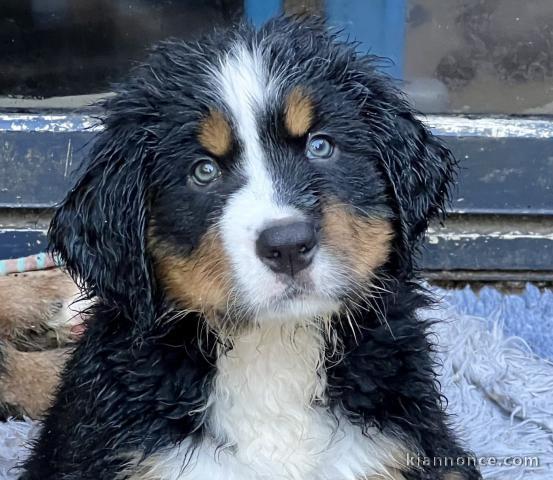 Je donne chiots bouvier à donner 