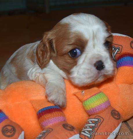 Je donne chiots cavalier King Charles 