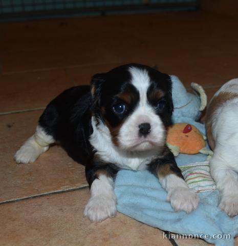 Adoption chiots cavalier King Charles 