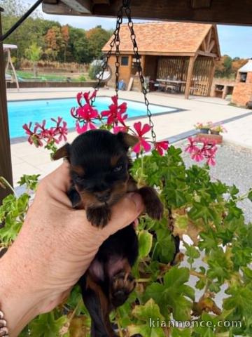 Chiots York Mâle a donner urgent 