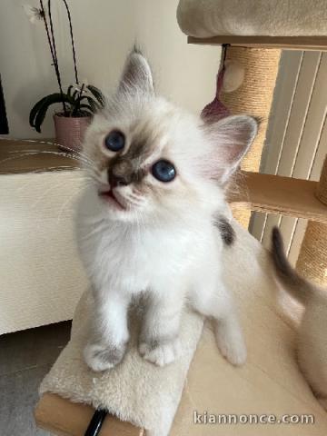 Bébé chaton sacré de brimanie mâle 