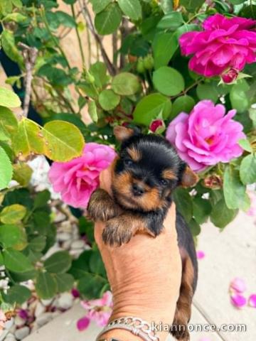 Je donne chiots York mâle 