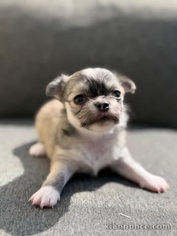 Adorable chiots chihuahua mâle pour adoption 