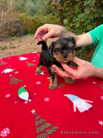 Dons chiots York mâle et femelle pour adoption 