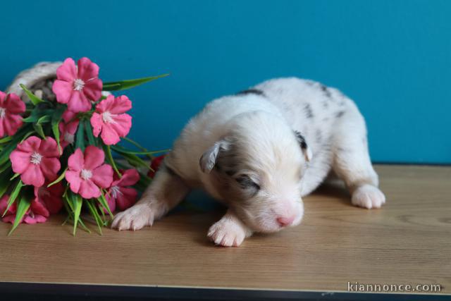Berger australien disponible pour adoption 
