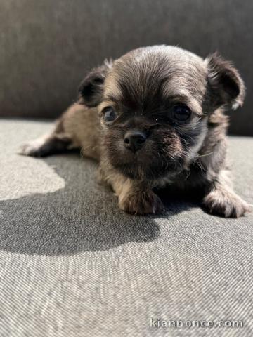 Bébé chiots chihuahua à cédé 